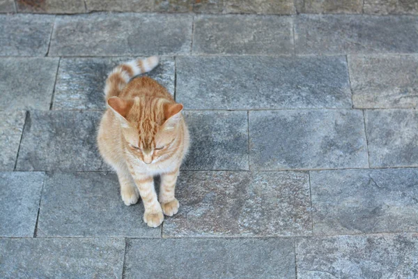 石の表面の屋外で孤独な野良猫 テキストのためのスペース ホームレスのペット — ストック写真