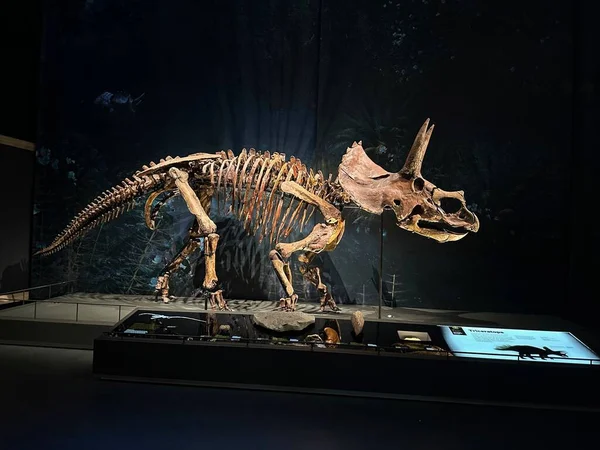 stock image Leiden, Netherlands - November 19, 2022: Life size skeleton of Triceratops in museum