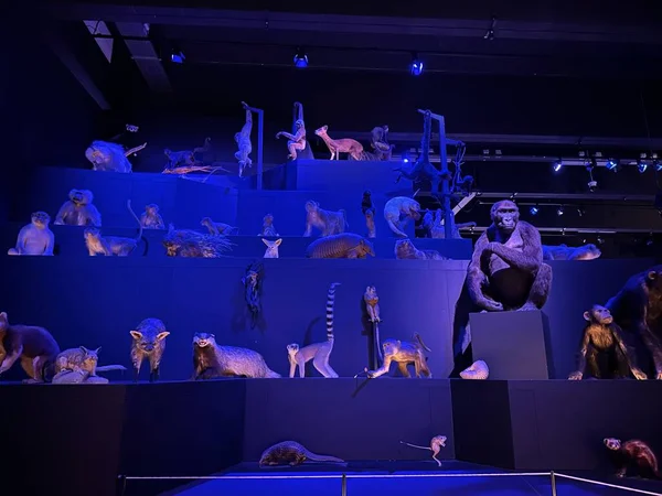 레이던 네덜란드 2022 동물들 박물관 전시회 — 스톡 사진