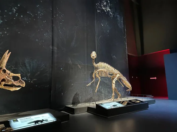 Leiden Ολλανδία Νοεμβρίου 2022 Σκελετός Μεγέθους Ζωής Του Plateosaurus Στο — Φωτογραφία Αρχείου