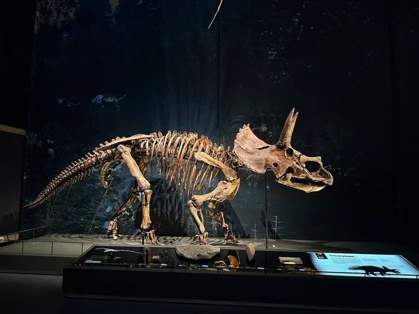 Leiden Hollandia 2022 November Triceratops Életnagyságú Csontváza Múzeumban — Stock Fotó
