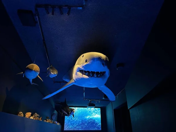 Leiden Holanda Novembro 2022 Exposição Museu Com Tubarões Pelúcia Educação — Fotografia de Stock