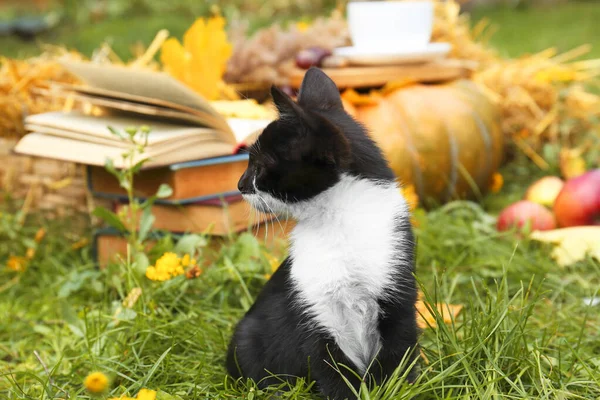 屋外の緑の芝生の上に座っている愛らしい黒と白の子猫 — ストック写真