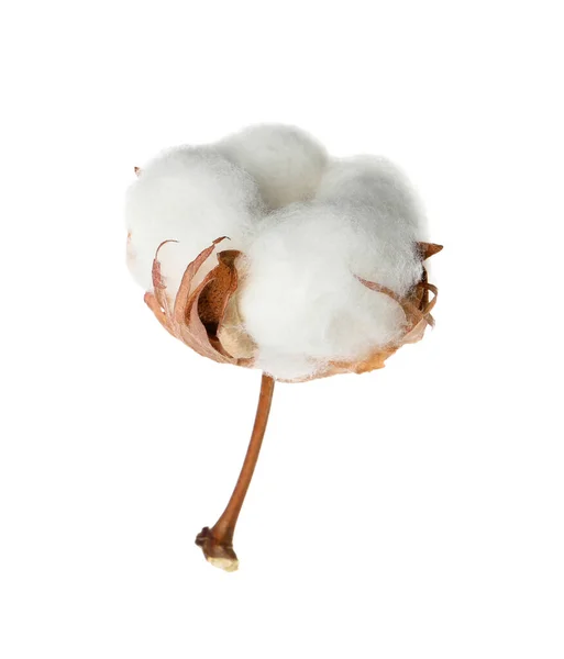 Vacker Fluffig Bomull Blomma Isolerad Vit — Stockfoto