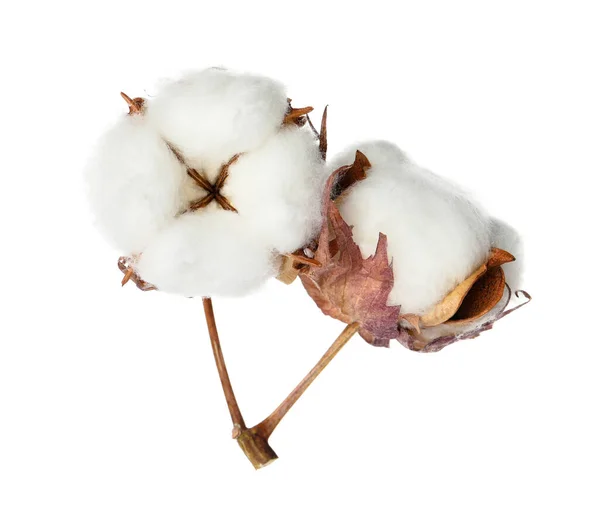 Beautiful Fluffy Cotton Flowers White Background — Stock Photo, Image