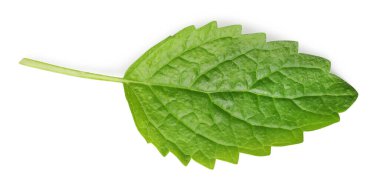 Taze limon merhemi yaprağı beyaza izole edilmiş, üst manzara