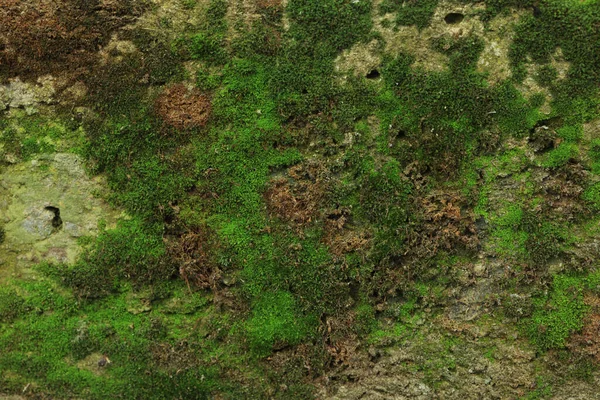 Texturerad Vägg Med Grön Mossa Som Bakgrund Närbild — Stockfoto