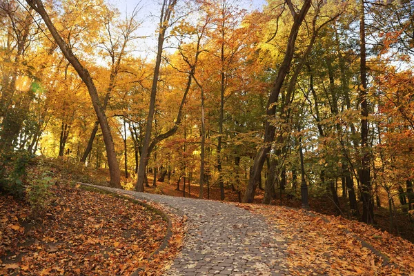 Piękne Żółte Drzewa Brukowana Ścieżka Parku — Zdjęcie stockowe