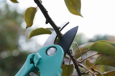 Açık havada ağaç dallarını budamak, yakın plan.