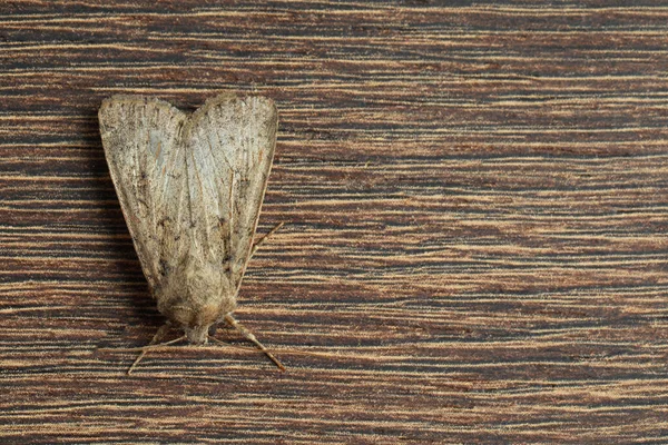 Paradrina Clavipalpis Moth Деревянном Фоне Вид Сверху Пространство Текста — стоковое фото