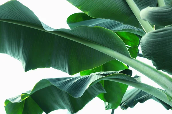 Бананове Дерево Зеленим Листям Росте Відкритому Повітрі Низький Кут Зору — стокове фото
