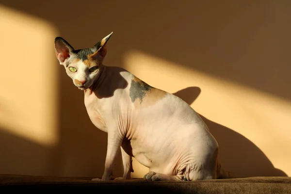 ベージュの壁の近くのソファの上に愛らしいスフィンクス猫 かわいいペット — ストック写真