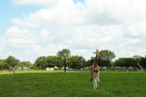 Schöne Gefleckte Afrikanische Giraffe Safaripark — Stockfoto