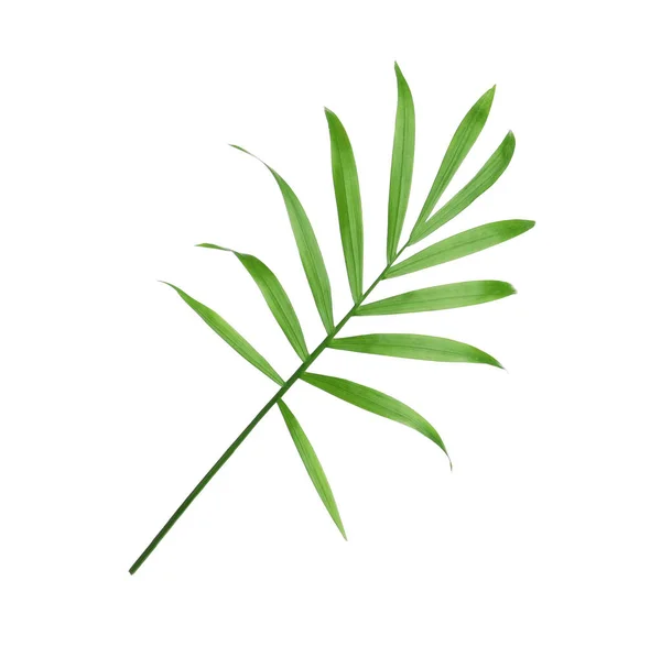 Kaunis Vihreä Kookoslehti Valkoisella Pohjalla — kuvapankkivalokuva