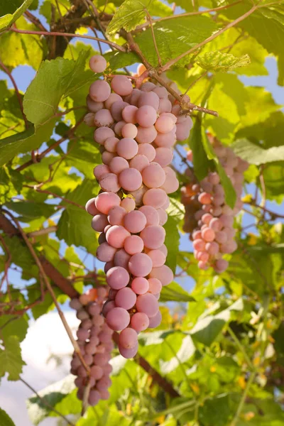 葡萄园的枝条上生长着成熟的多汁葡萄 — 图库照片