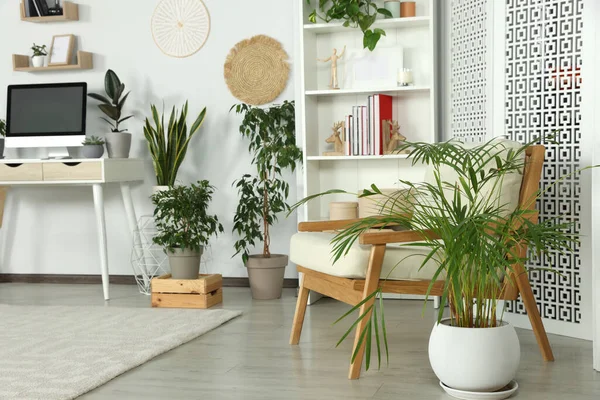 Elegante Habitación Interior Con Cómodo Sillón Hermosas Plantas Interior — Foto de Stock