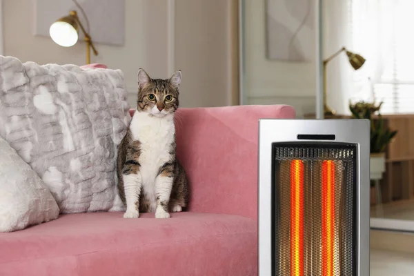 Grazioso Gatto Sul Divano Vicino Moderno Riscaldatore Elettrico Ultrarosso All — Foto Stock