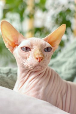 Şirin Sphynx kedisi evdeki kanepede, yakın plan. Sevimli hayvan