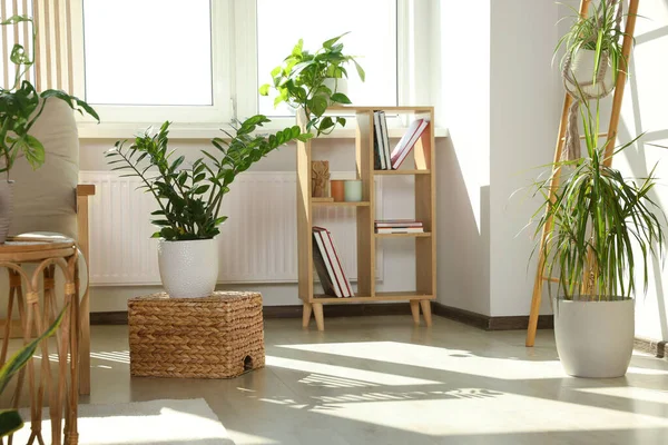 Elegante Interior Habitación Con Diferentes Plantas Interior Hermosas — Foto de Stock
