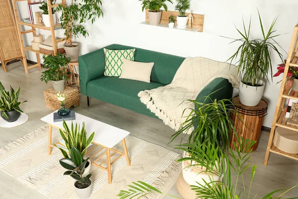 Interiér Obývacího Pokoje Krásnými Různými Zelenými Květináči Nábytkem Dekor Domu — Stock fotografie