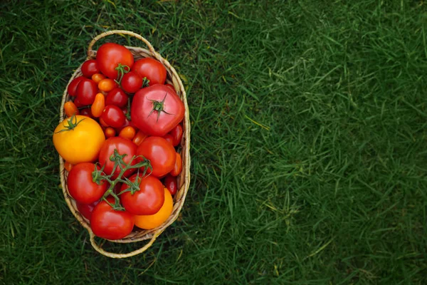 Wiklinowy Kosz Świeżymi Pomidorami Zielonej Trawie Świeżym Powietrzu Miejsce Tekst — Zdjęcie stockowe