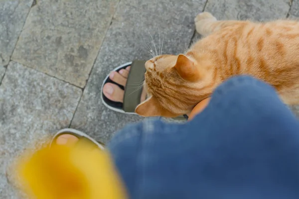 かわいい野良猫の女性の足を屋外で トップビューにこすり ホームレスのペット — ストック写真