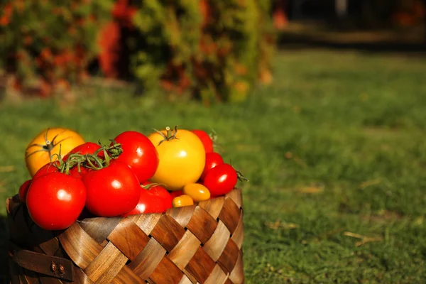 Kosz Świeżymi Pomidorami Zielonej Trawie Świeżym Powietrzu Miejsce Tekst — Zdjęcie stockowe