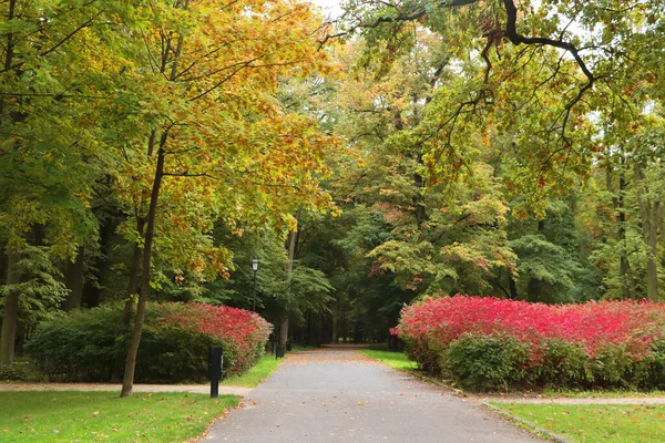 Piękny Zielony Publiczny Park Miejski Wieloma Roślinami — Zdjęcie stockowe