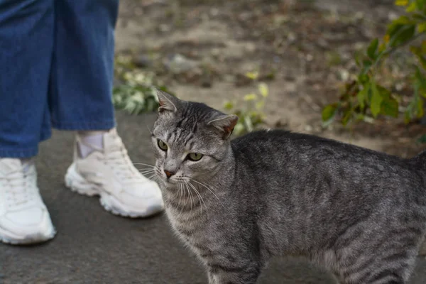 Woman Stray Cat Outdoors Closeup Homeless Animal — Stock Photo, Image