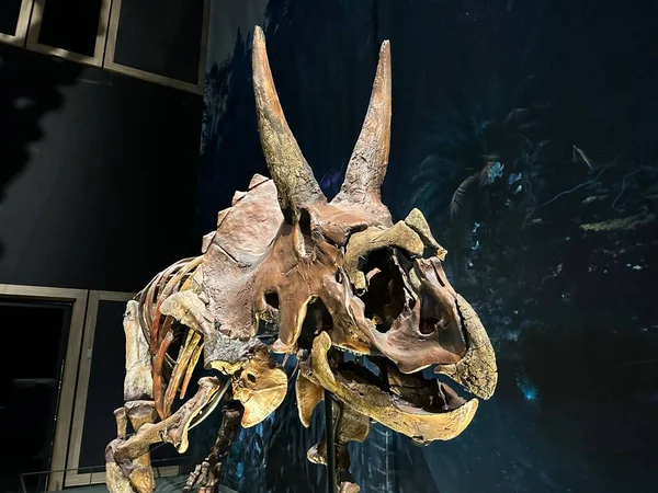Leiden Ολλανδία Νοεμβρίου 2022 Σκελετός Μεγέθους Ζωής Του Triceratops Στο — Φωτογραφία Αρχείου