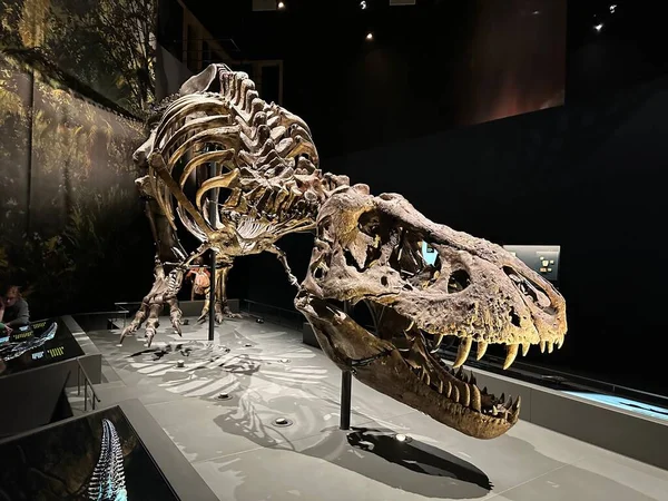 Leiden Países Bajos Noviembre 2022 Esqueleto Tamaño Natural Tiranosaurio Museo — Foto de Stock