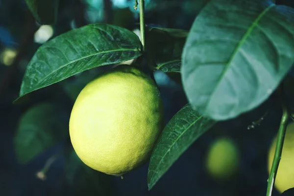 stock image Unripe lemon growing on tree outdoors, closeup