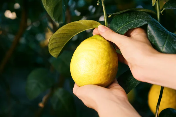 外の枝から熟したレモンを選ぶ女性は 閉じます テキストのスペース — ストック写真