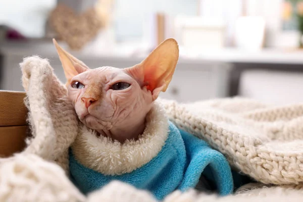 家で暖かいセーターのかわいいスフィンクス猫 テキストのためのスペース 可愛いペット — ストック写真