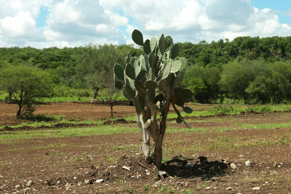 Beau Cactus Poire Piquante Verte Poussant Extérieur — Photo