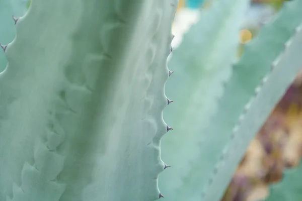 Beautiful Green Agave Plant Growing Outdoors Closeup — Stock Photo, Image