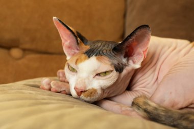 Sevimli Sphynx kedisi yastığın üzerinde uzanıyor, kapalı yerde, yakın plan. Sevimli hayvan.