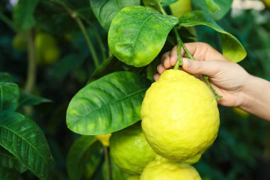 Açık hava dalından limon toplayan bir kadın, yakın plan.