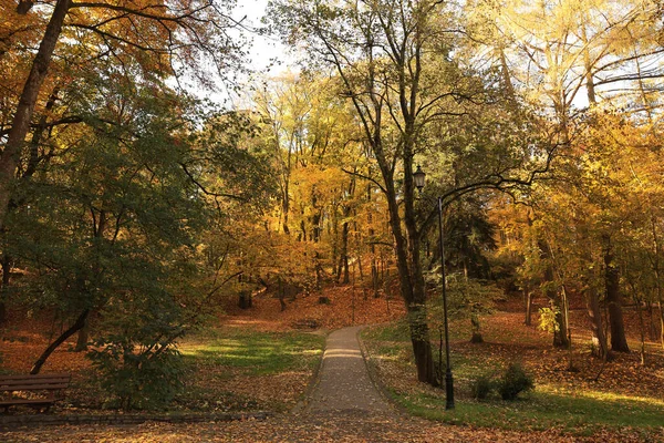 Belas Árvores Amareladas Folhas Caídas Parque Dia Ensolarado — Fotografia de Stock