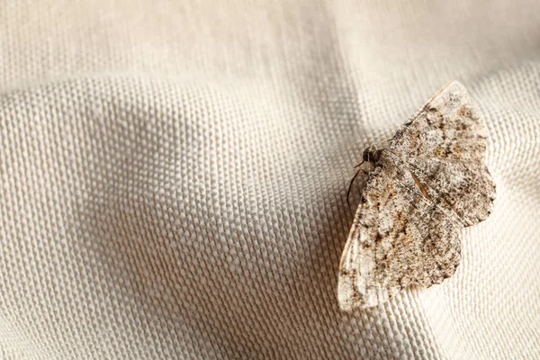 Single Alcis Repandata Moth Beige Cloth Space Text — Stock Photo, Image