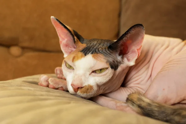 Очаровательная Кошка Сфинкс Лежит Подушке Помещении Крупным Планом Симпатичное Животное — стоковое фото