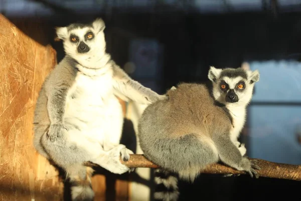 Deux Adorables Lémuriens Queue Cerclée Sur Bar Bois Zoo — Photo