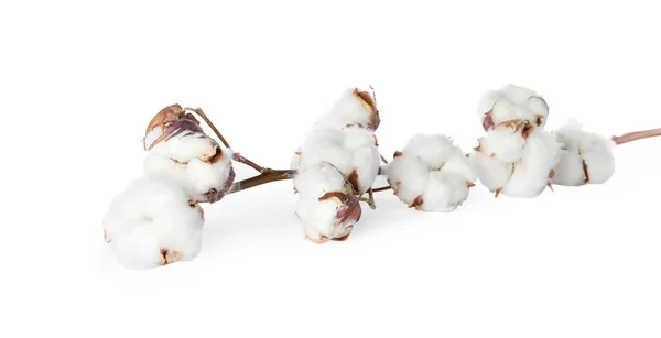 Στεγνό Κλαδί Βαμβακιού Χνουδωτά Λουλούδια Λευκό Φόντο — Φωτογραφία Αρχείου