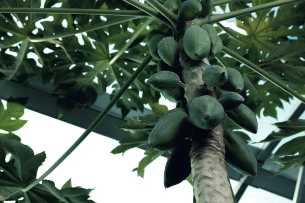 Niedojrzałe Owoce Papai Rosnące Drzewie Zewnątrz Widok Niskiego Kąta — Zdjęcie stockowe