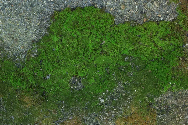 Texturerad Vägg Med Grön Mossa Som Bakgrund Närbild — Stockfoto