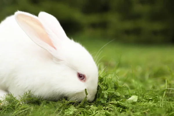 Милый Белый Кролик Зеленой Траве Открытом Воздухе Пространство Текста — стоковое фото