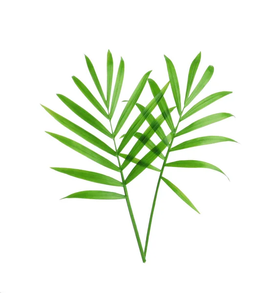 Beautiful Green Coconut Leaves White Background — kuvapankkivalokuva