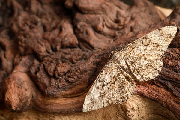 Alcis Repandata Mot Houten Boom Close Ruimte Voor Tekst — Stockfoto