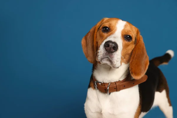 Adorable Perro Beagle Elegante Collar Sobre Fondo Azul Oscuro Espacio —  Fotos de Stock