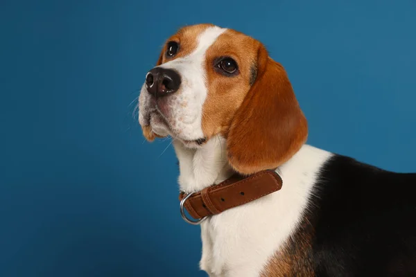 Αξιολάτρευτο Σκυλί Beagle Κομψό Γιακά Σκούρο Μπλε Φόντο — Φωτογραφία Αρχείου